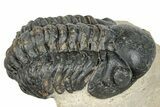 Curled Reedops Trilobite - Atchana, Morocco #273424-1